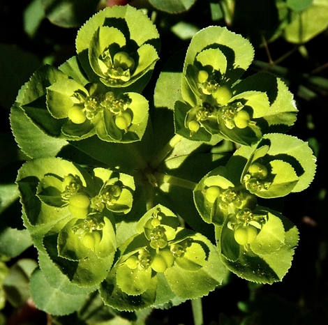 {Euphorbia helioscopia}